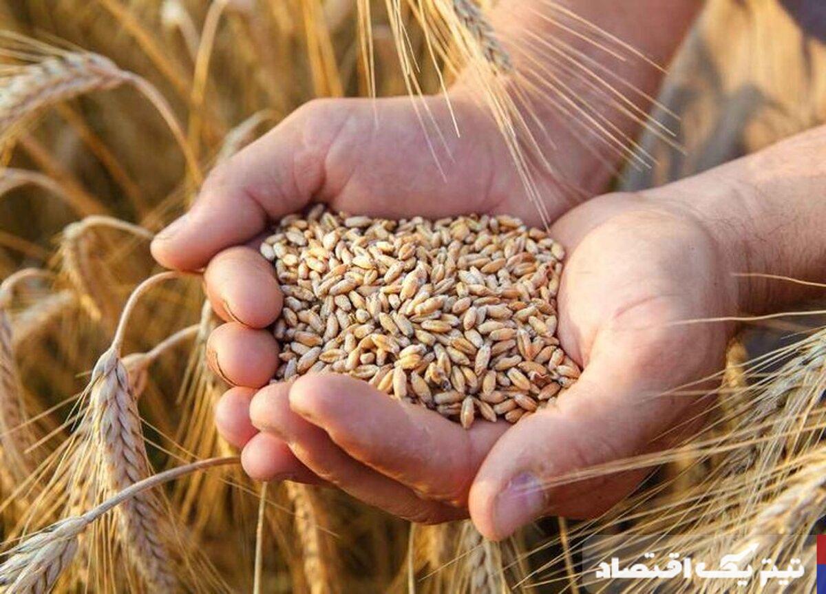 چرا قیمت خرید تضمینی گندم نباید کمتر از هزینه واقعی تولید باشد؟