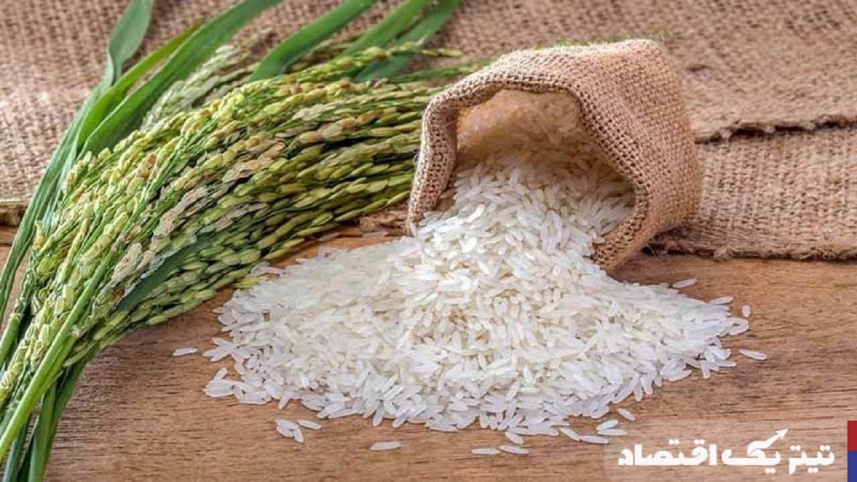 برنج در دستان دلالان: چالشهای قیمتگذاری و ضرورت حمایت از کشاورزان