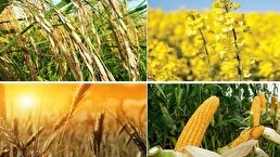 تحدید قیمت‌گذاری گندم: چالش‌ها و راه‌حل‌ها در شورای قیمت‌گذاری