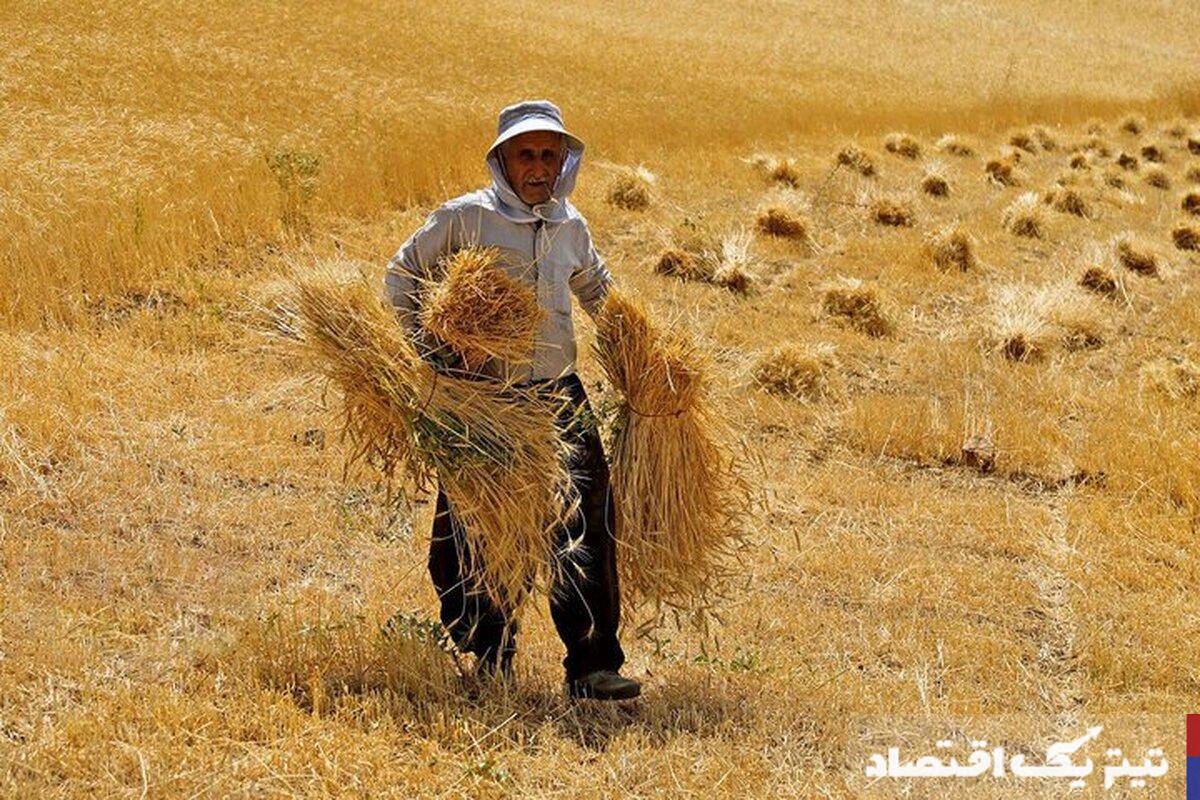 قیمتگذاری تضمینی گندم در کانون توجه شورای قیمتگذاری