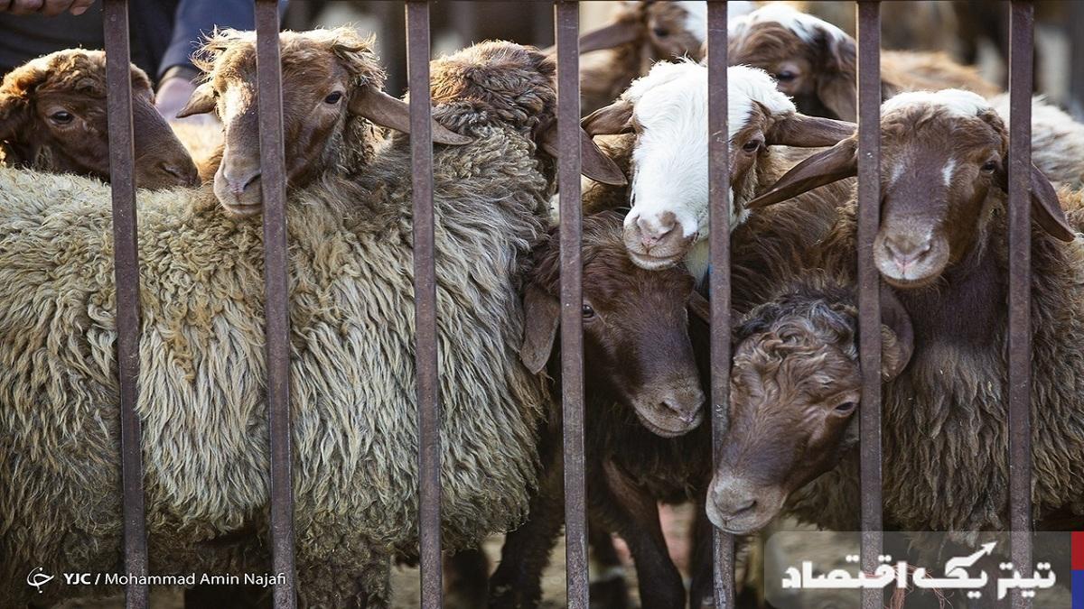 آینده قیمت دام زنده با بهبود تأمین نهاده دامی