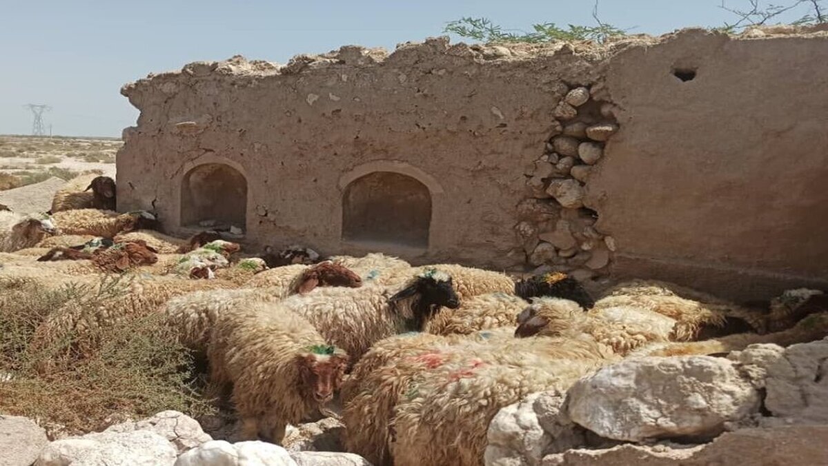 نرخ دام زنده در بازار امروز: تحلیل روندها و پیش‌بینی‌های آینده