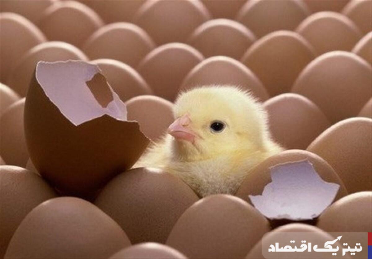 تعیین قیمت جدید جوجه یکروزه و تأثیر آن بر بازار مرغ