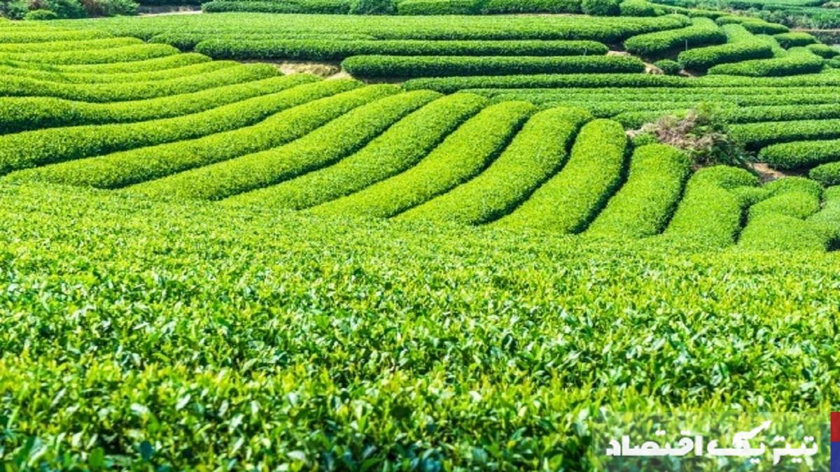 تحلیل خرید ۹۷ هزار تن برگ سبز چای و تأثیرات اقتصادی آن بر چایکاران