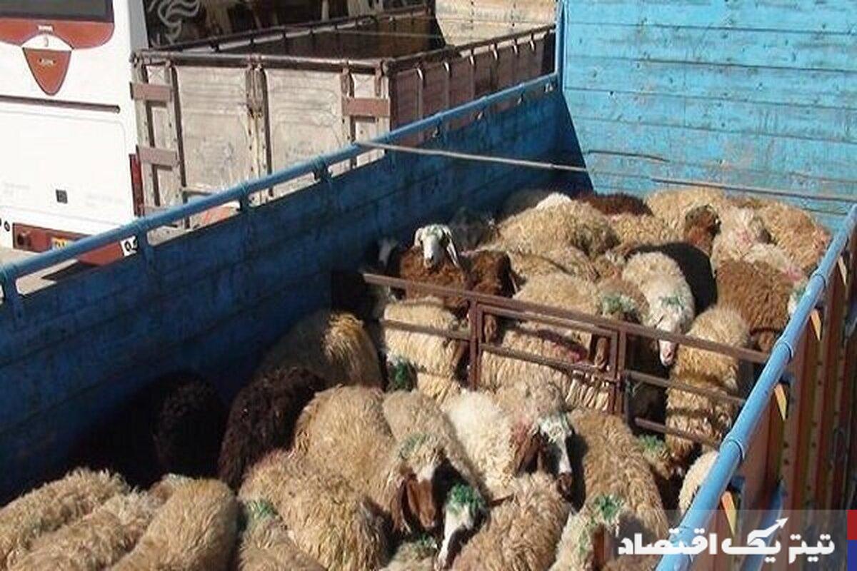 نوسانات قیمت دام زنده در بازار ایران؛ گزارشی از ۱۱ آبان ۱۴۰۴