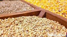 بحران کمبود نهاده دامی و تأثیر آن بر قیمت محصولات پروتئینی