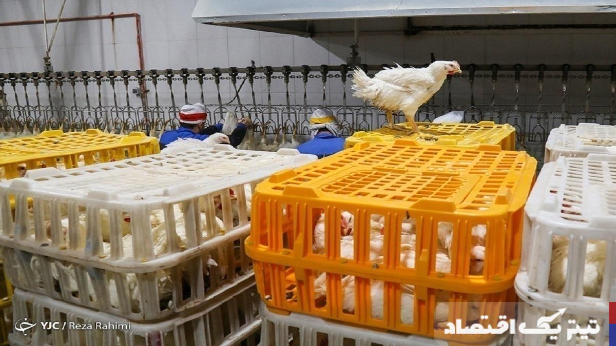 تحلیل آمار جوجهریزی: چالشها و فرصتها در تولید مرغ