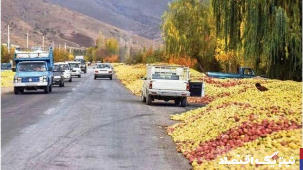 کاهش خرید سیب پادرختی در سال جاری و دلایل آن