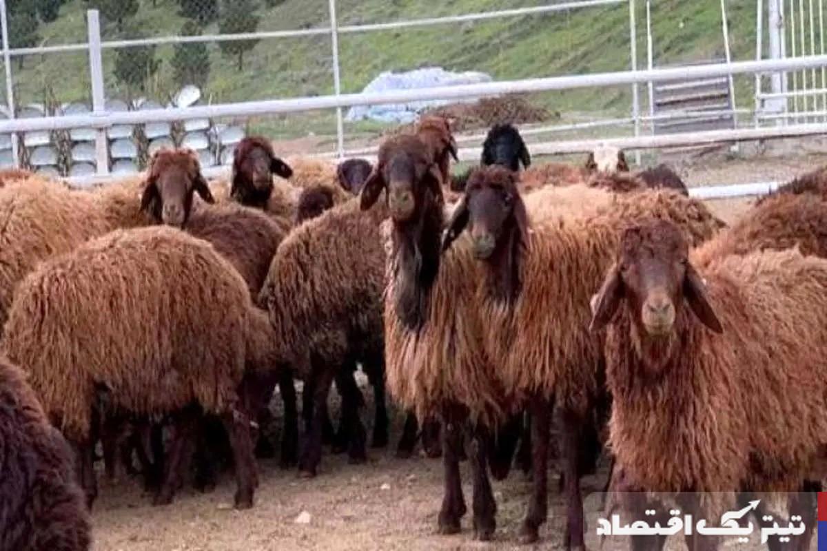 روند کاهشی قیمت دام زنده در بازار: گزارشی از اتحادیه دامپروران+ جدول