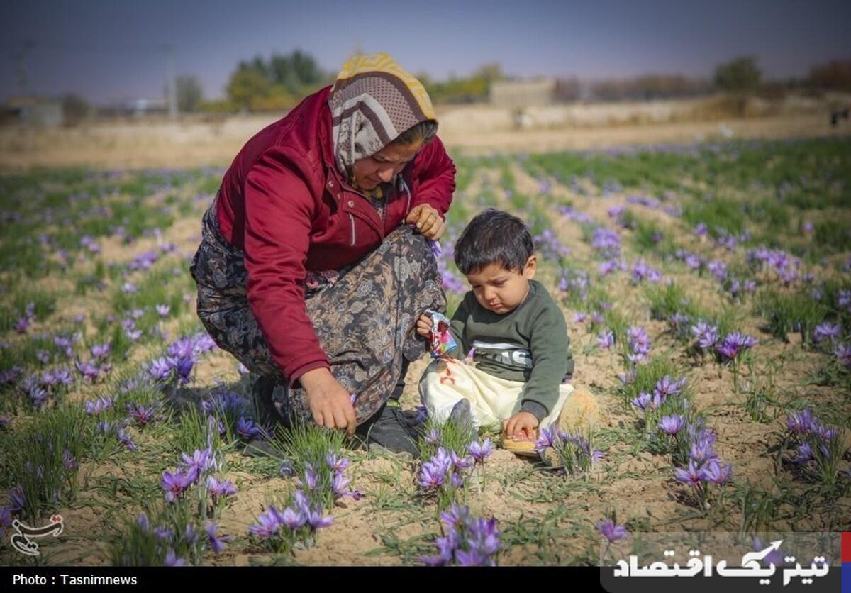 بازار زعفران در بورس کالای ایران: تحولی شگرف در تجارت طلای سرخ