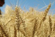 مطالبات گندمکاران به ۱۷۹ همت رسید؛ خرید تضمینی از ۸.۲ میلیون تن عبور کرد