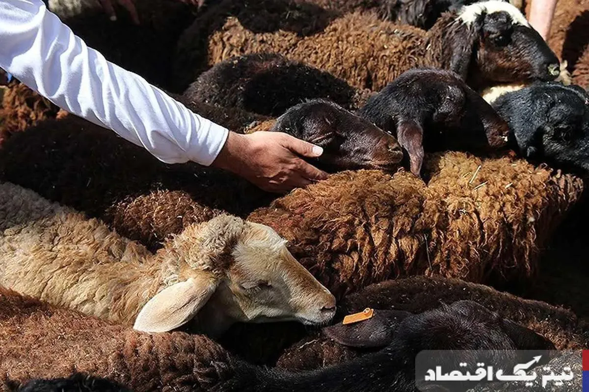 قیمت جدید دامزنده امروز یکشنبه ۹ دیماه ۱۴۰۳ + جدول قیمت جدید دامزنده امروز یکشنبه ۹ دیماه ۱۴۰۳ + جدول