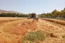 خبر مهم برای گندمکاران؛ ۴۵ درصد مطالبات هنوز باقی مانده / دولت تا پایان شهریور تسویه می‌کند؟