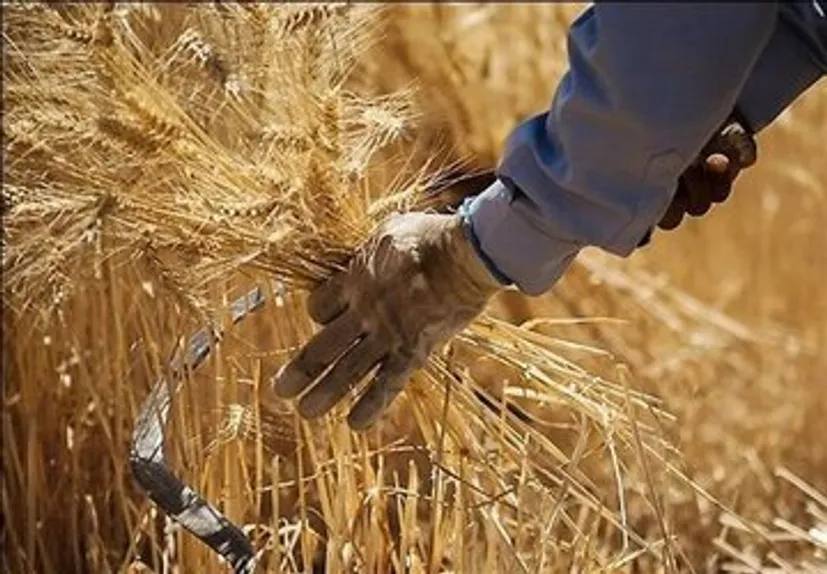 قیمت خرید تضمینی گندم ۱۴۰۶ به بن‌بست خورد؛ اختلاف ۲۵ هزار تومانی دولت و گندمکاران | نرخ ۸۵ هزار تومان تصویب می‌شود؟