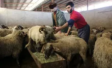 چرا با وجود کاهش ۳۰ درصدی قیمت دام زنده، گوشت در بازار ارزان نشد؟