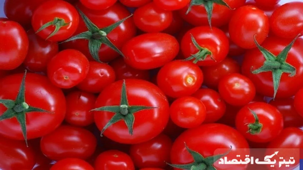 بازار گوجه فرنگی تعدیل شد/صادرات سیب زمینی آسیبی به بازار داخل نمی زند بازار گوجه فرنگی تعدیل شد/صادرات سیب زمینی آسیبی به بازار داخل نمی زند