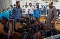 گوسفند زنده کیلویی ۶۶۷ هزار تومان ماند؛ چرا قیمت گوشت هنوز بالای ۲ میلیون است؟