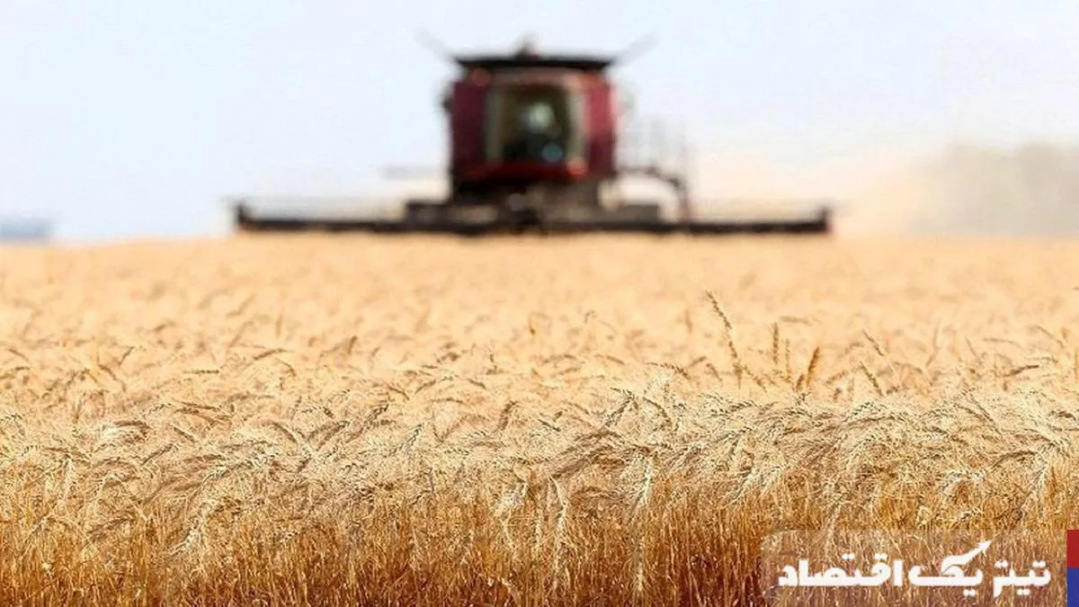 کاهش ۳۵ درصدی خرید و تولید گندم: پیامدهای آن برای کشاورزان