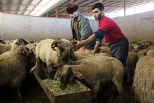 تهران رکورددار گرانی دام شد؛ گوسفند زنده کیلویی ۶۶۷ هزار تومان
