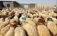 قیمت دام زنده امروز ۵ مهر ۱۴۰۵؛ گوسفند در کانال ۷۲۰ هزار ماند / گوشت قرمز ارزان می‌شود؟