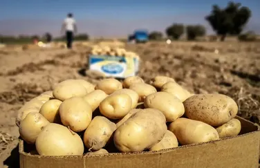 قیمت سیب‌زمینی باید زیر ۸۰ هزار تومان باشد؛ ۲۰ هزار تن محصول برای شکستن حباب بازار می‌آید