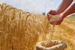 گندم صنعتی ۱۴۳ درصد گران شد؛ بیسکویت و شیرینی در صف افزایش قیمت، ماکارونی فقط سه ماه مهلت گرفت