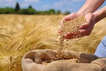 واریز ۱۱۰ همت مطالبات گندمکاران آغاز شد؛ حساب چه کسانی تا ۹۵ درصد تسویه می‌شود؟