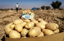 قیمت سیب‌زمینی باید زیر ۸۰ هزار تومان باشد؛ ۲۰ هزار تن محصول برای شکستن حباب بازار می‌آید