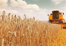 بدهی سنگین دولت به گندمکاران؛ وعده پرداخت ۲۱۰ همت تا ۲۲ مرداد کافی است؟