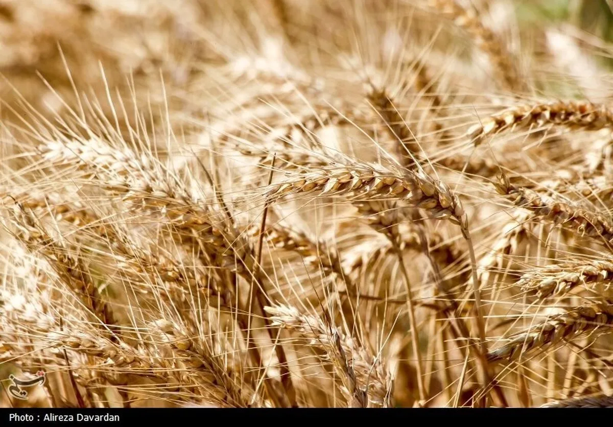 افزایش ۴۴ درصدی خرید تضمینی گندم در چهارمحال و بختیاری افزایش ۴۴ درصدی خرید تضمینی گندم در چهارمحال و بختیاری