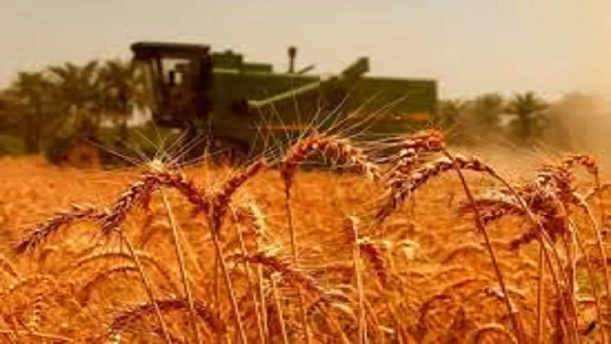 خرید تضمینی گندم به مرز ۱۱ میلیون تن رسید