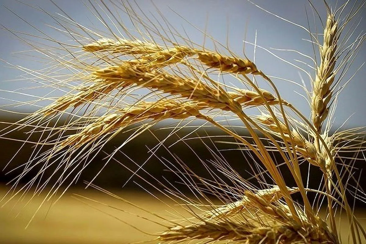 گندم&zwnj;کاران حتما بخوانند/ خبر مهم درباره تعیین قیمت جدید گندم