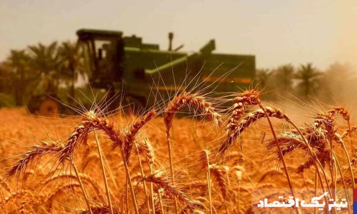خبر جدید برای گندمکاران/ قیمت واقعی گندم اعلام شد خبر جدید برای گندمکاران/ قیمت واقعی گندم اعلام شد