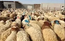 قیمت دام زنده امروز ۴ شهریور ۱۴۰۵؛ گوسفند تا ۶۳۵ هزار تومان / قیمت گوشت قرمز بالا می‌رود؟